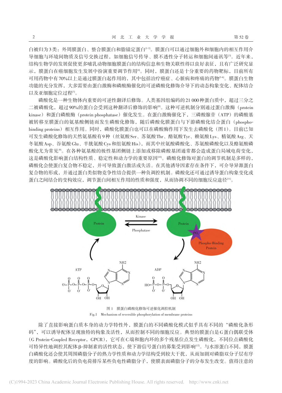 磷酸化调节的膜蛋白结构及其功能研究进展_孙夫德.pdf_第2页