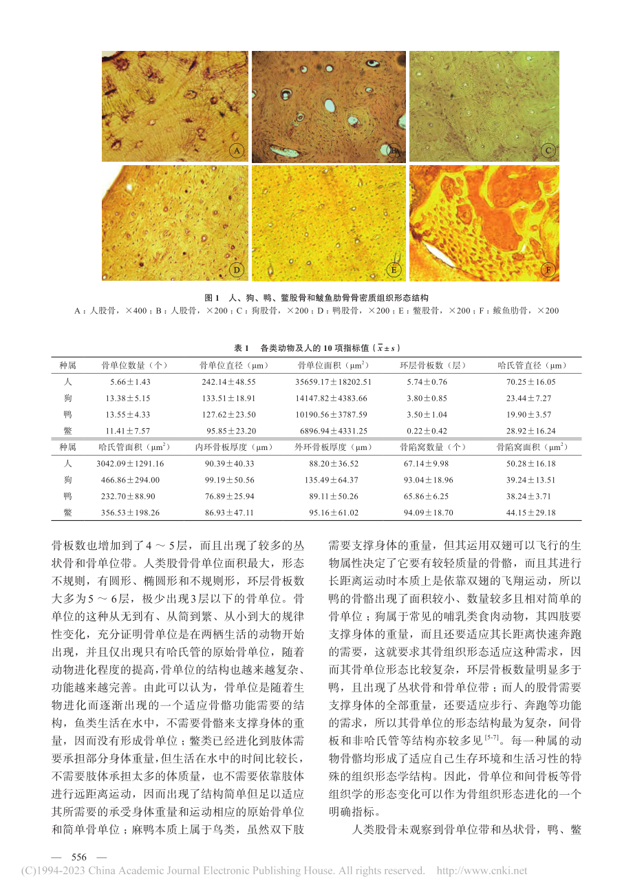 人、哺乳类、家禽类、两栖爬...及鱼类骨密质组织形态学比较_陈雪.pdf_第3页