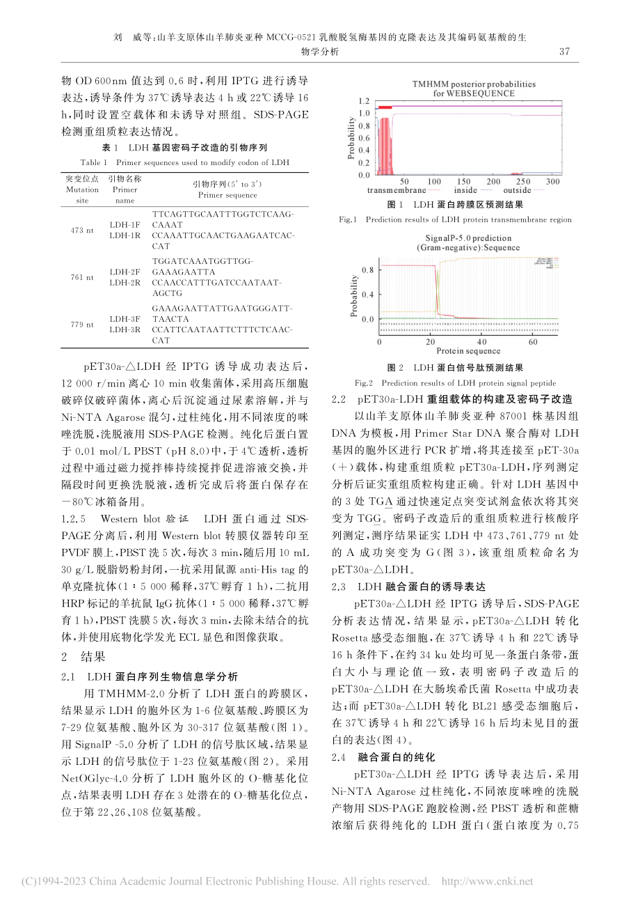 山羊支原体山羊肺炎亚种MC...及其编码氨基酸的生物学分析_刘威.pdf_第3页