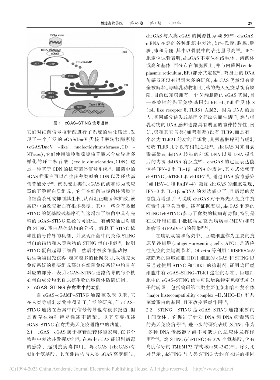 禽类先天免疫cGAS-STING通路的研究进展_郑健培.pdf_第2页