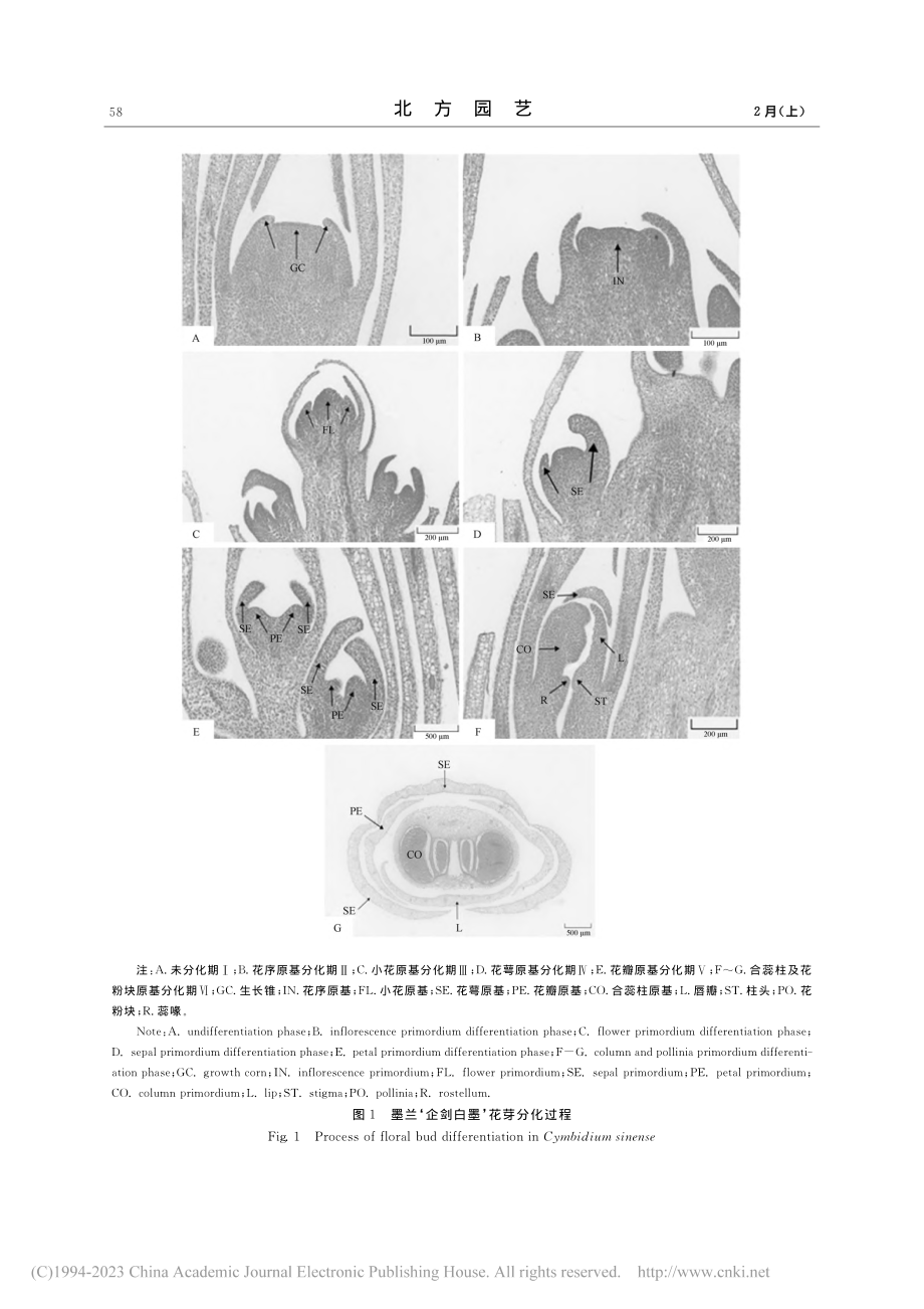 墨兰花芽形态分化及生理特性研究_黄洁衔.pdf_第3页