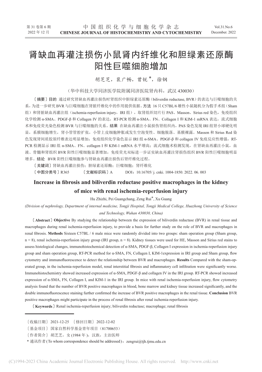 肾缺血再灌注损伤小鼠肾内纤...绿素还原酶阳性巨噬细胞增加_胡芝芝.pdf_第1页