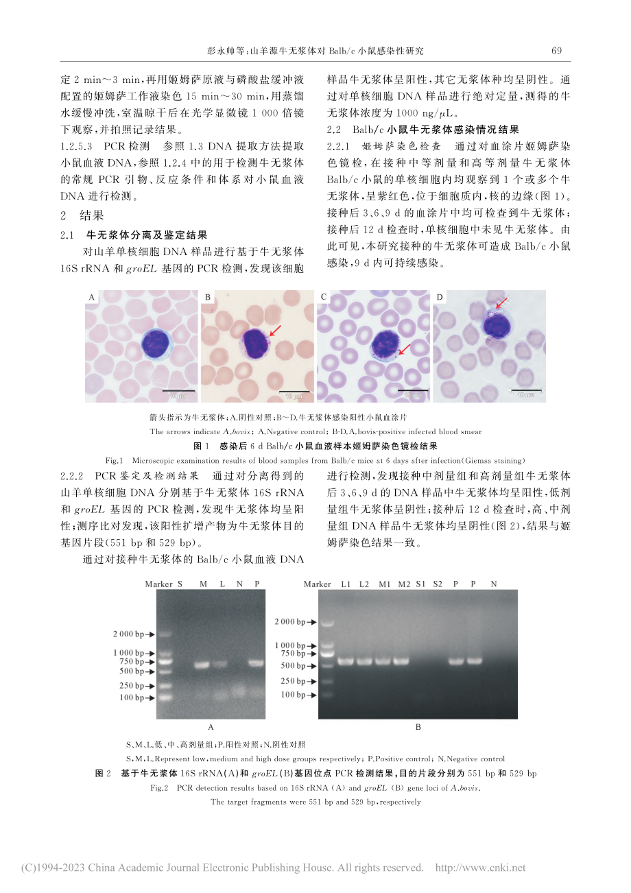 山羊源牛无浆体对Balb_c小鼠感染性研究_彭永帅.pdf_第3页