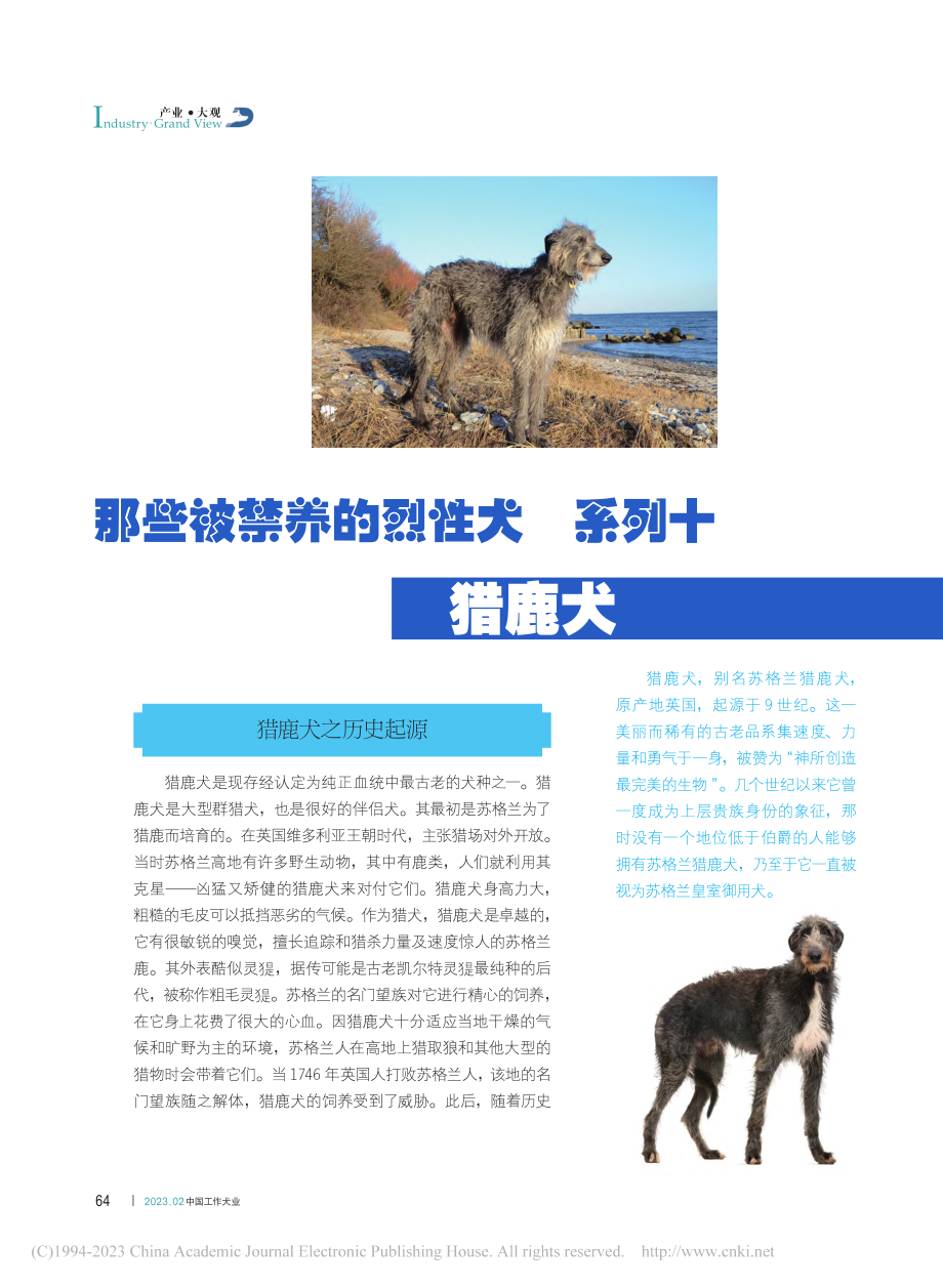 那些被禁养的烈性犬__系列十__猎鹿犬_全群丽.pdf_第1页