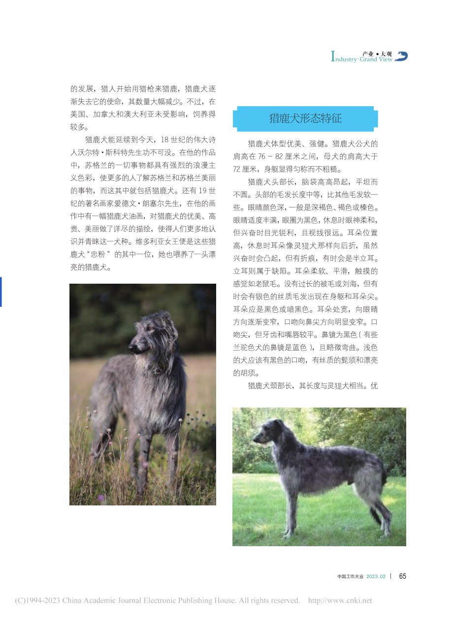 那些被禁养的烈性犬__系列十__猎鹿犬_全群丽.pdf_第2页