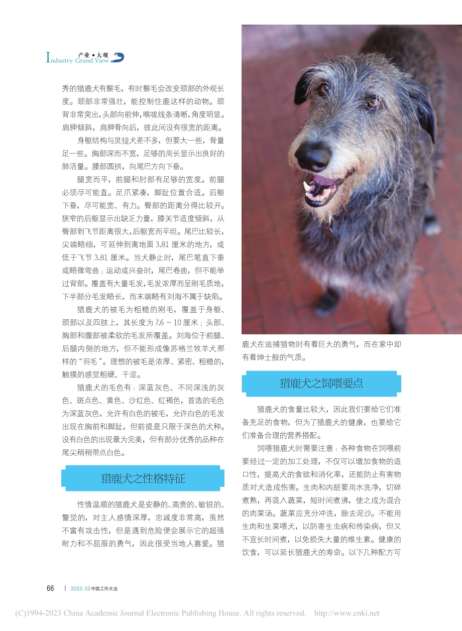 那些被禁养的烈性犬__系列十__猎鹿犬_全群丽.pdf_第3页