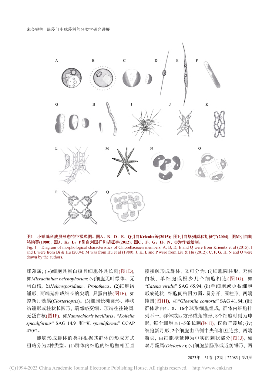 绿藻门小球藻科的分类学研究进展_宋会银.pdf_第3页