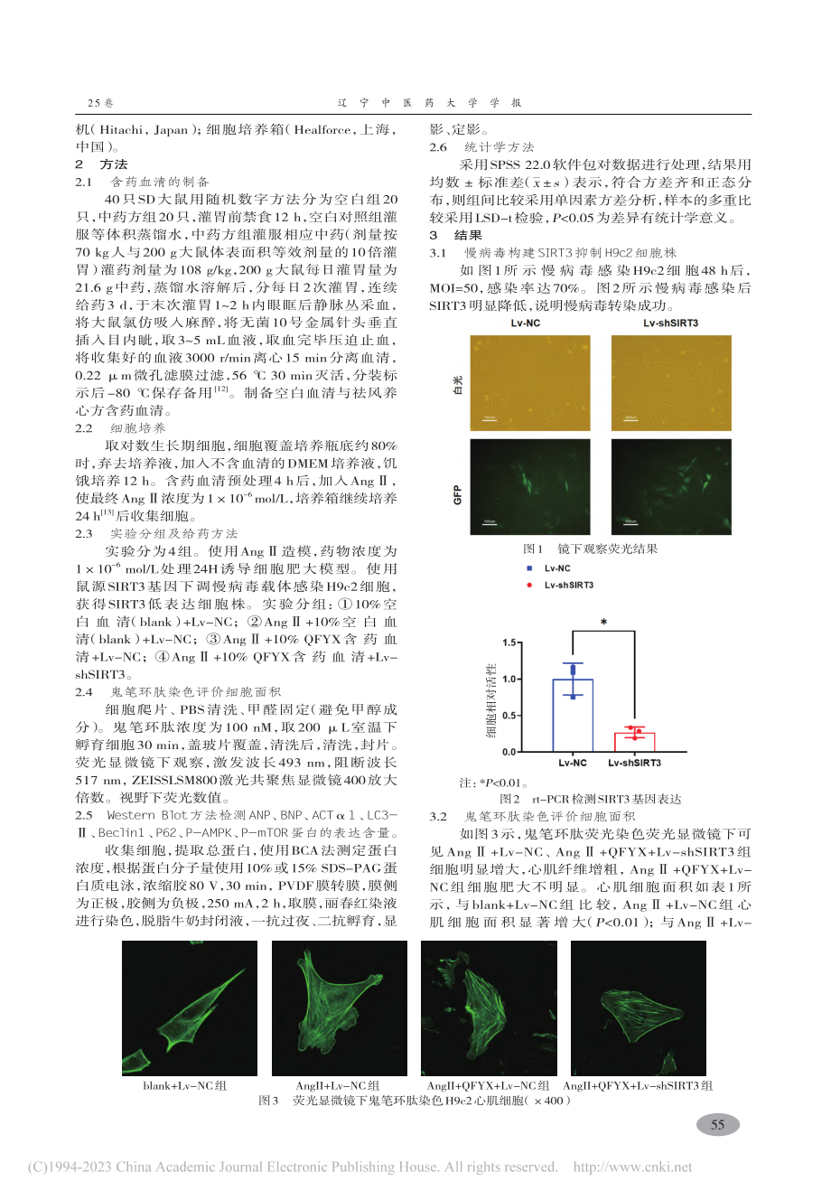 祛风养心方通过SIRT3-...9c2心肌细胞肥大机制研究_史默怡.pdf_第3页