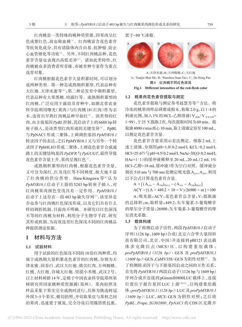 PpMYB10.1启动子4...肉桃果肉颜色形成关系的研究_王蛟.pdf_第2页