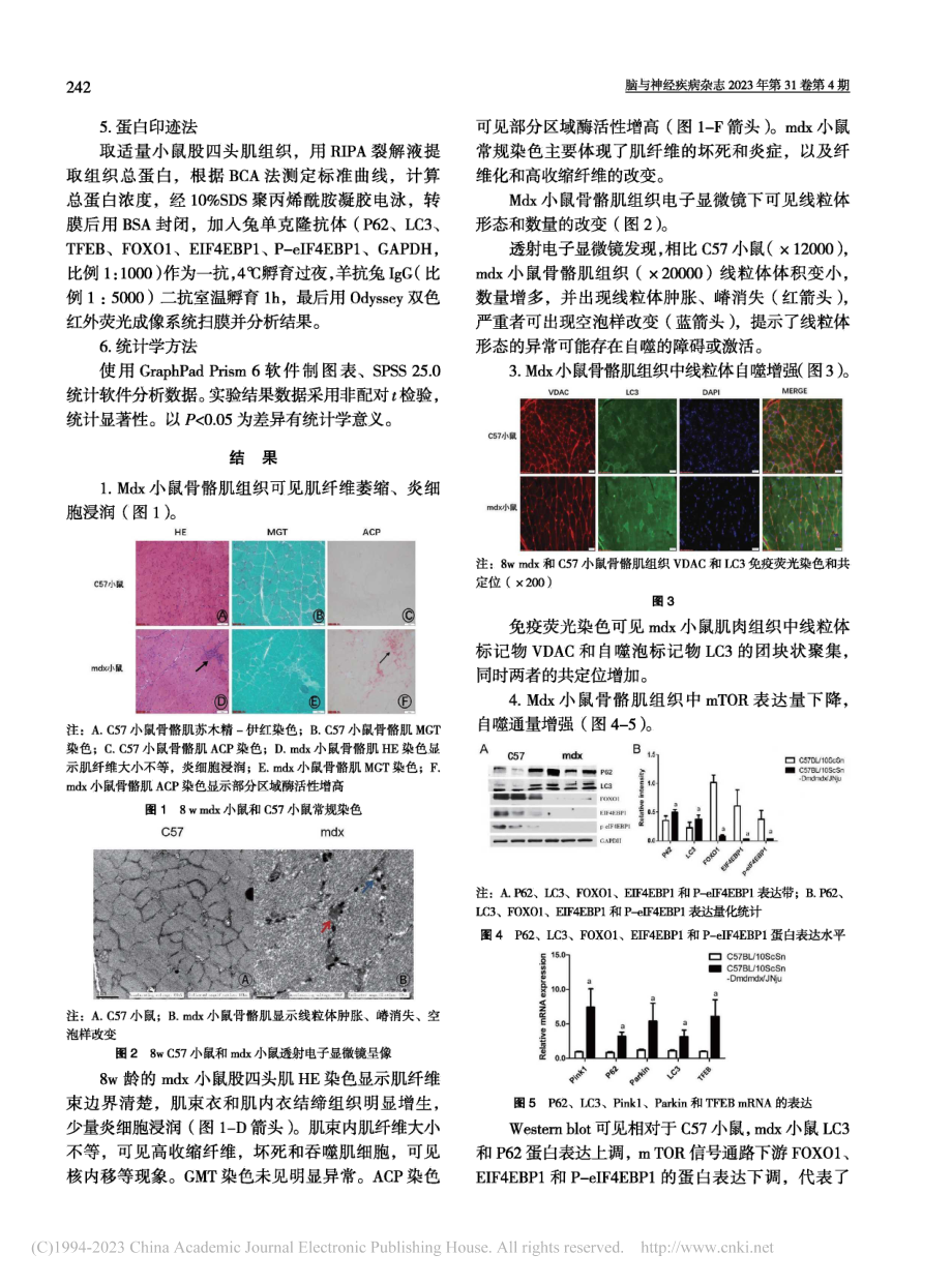 mTOR调控自噬在Duch...养不良症肌纤维损害中的研究_卜一.pdf_第3页