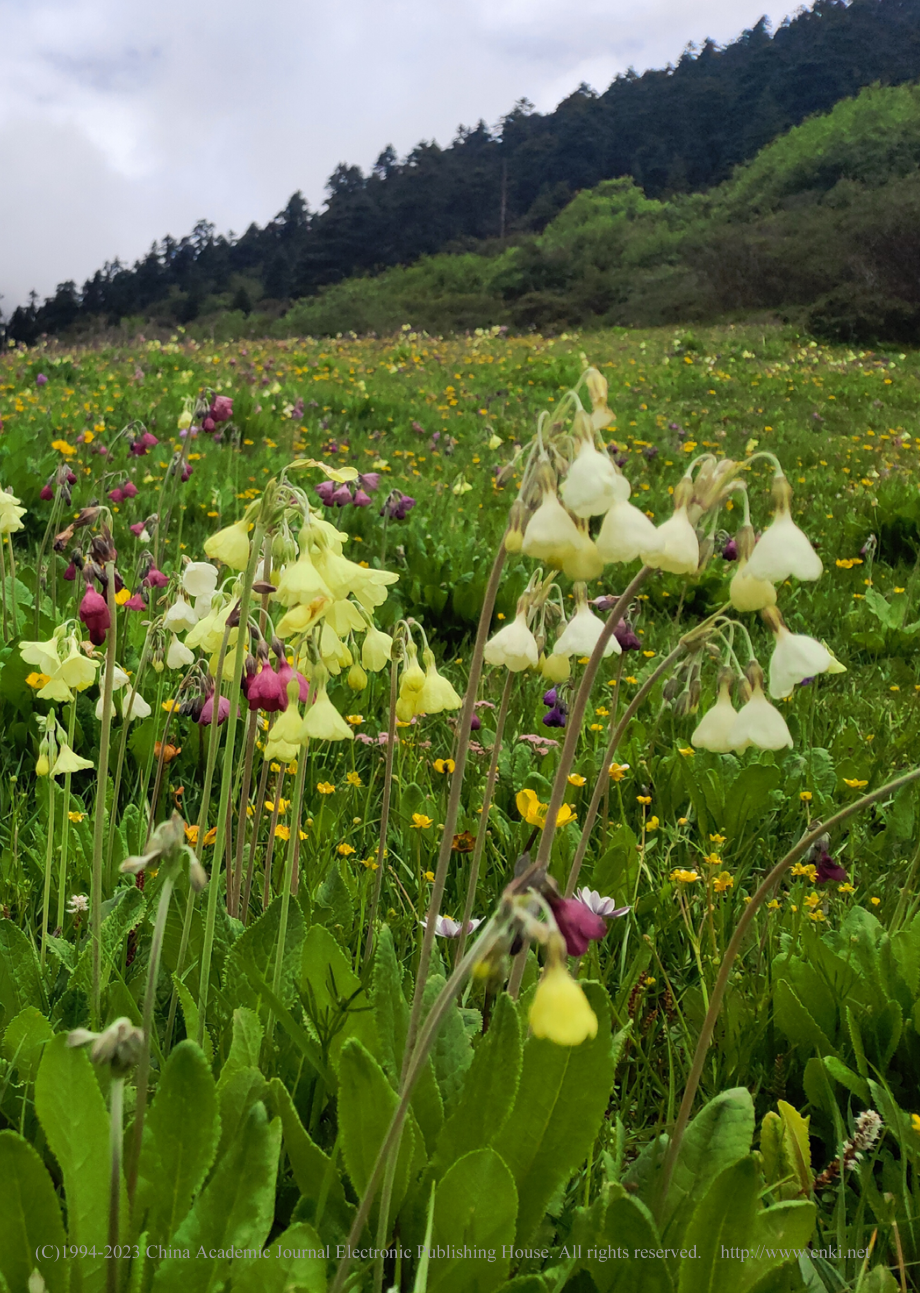 报春花属植物的“发家史”_茶永鹏.pdf_第2页