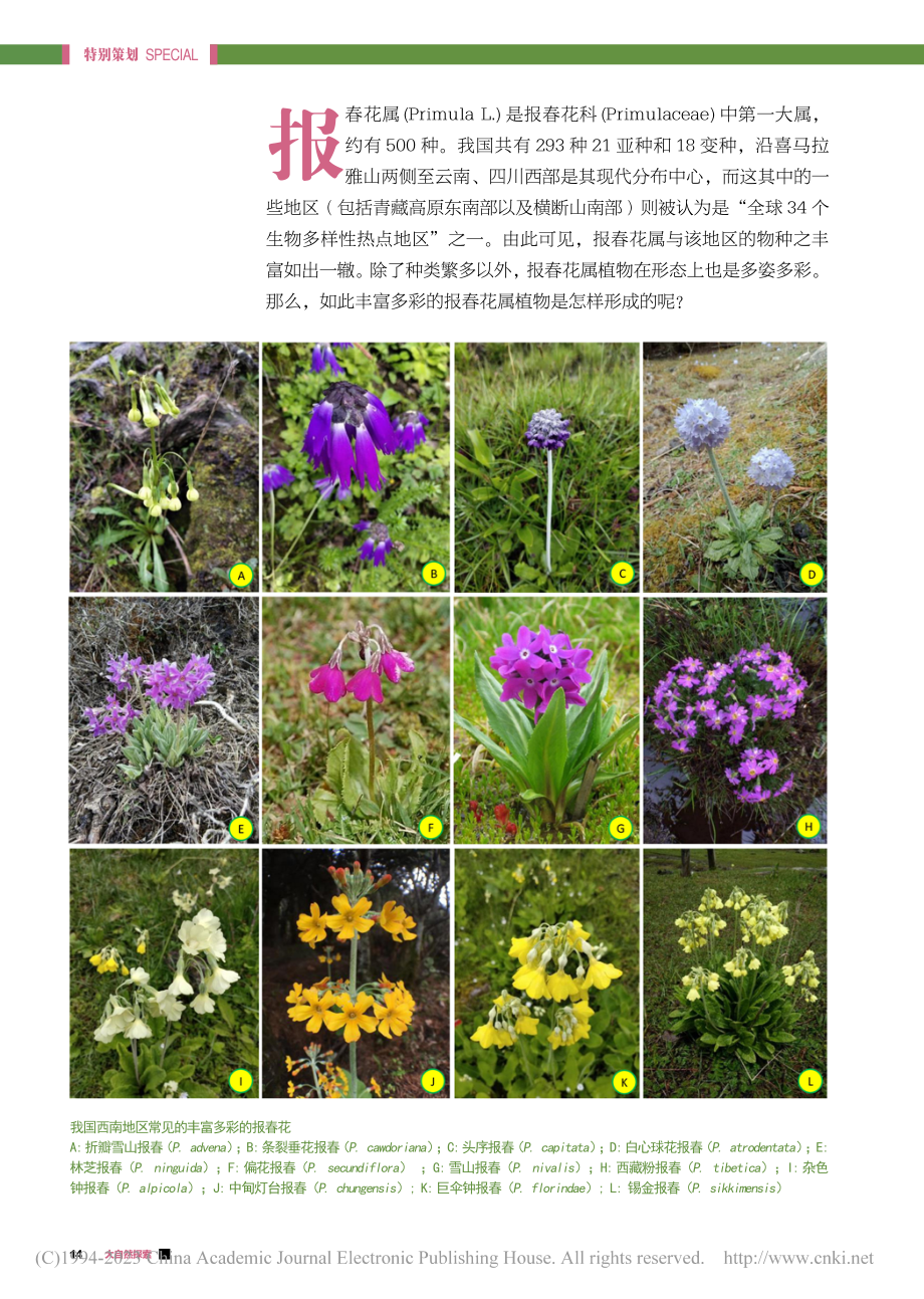 报春花属植物的“发家史”_茶永鹏.pdf_第3页