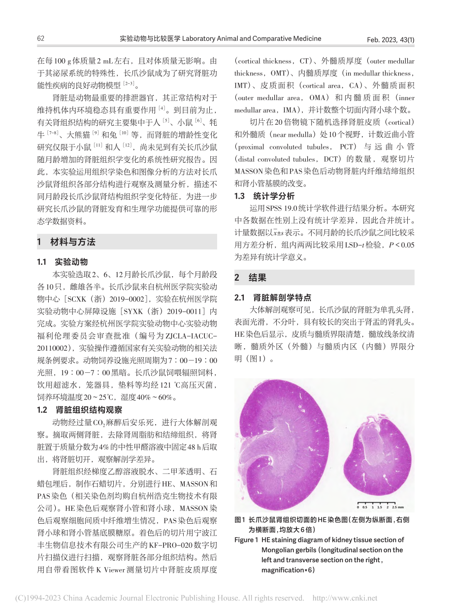 不同月龄长爪沙鼠的肾脏组织学特征_卢领群.pdf_第2页