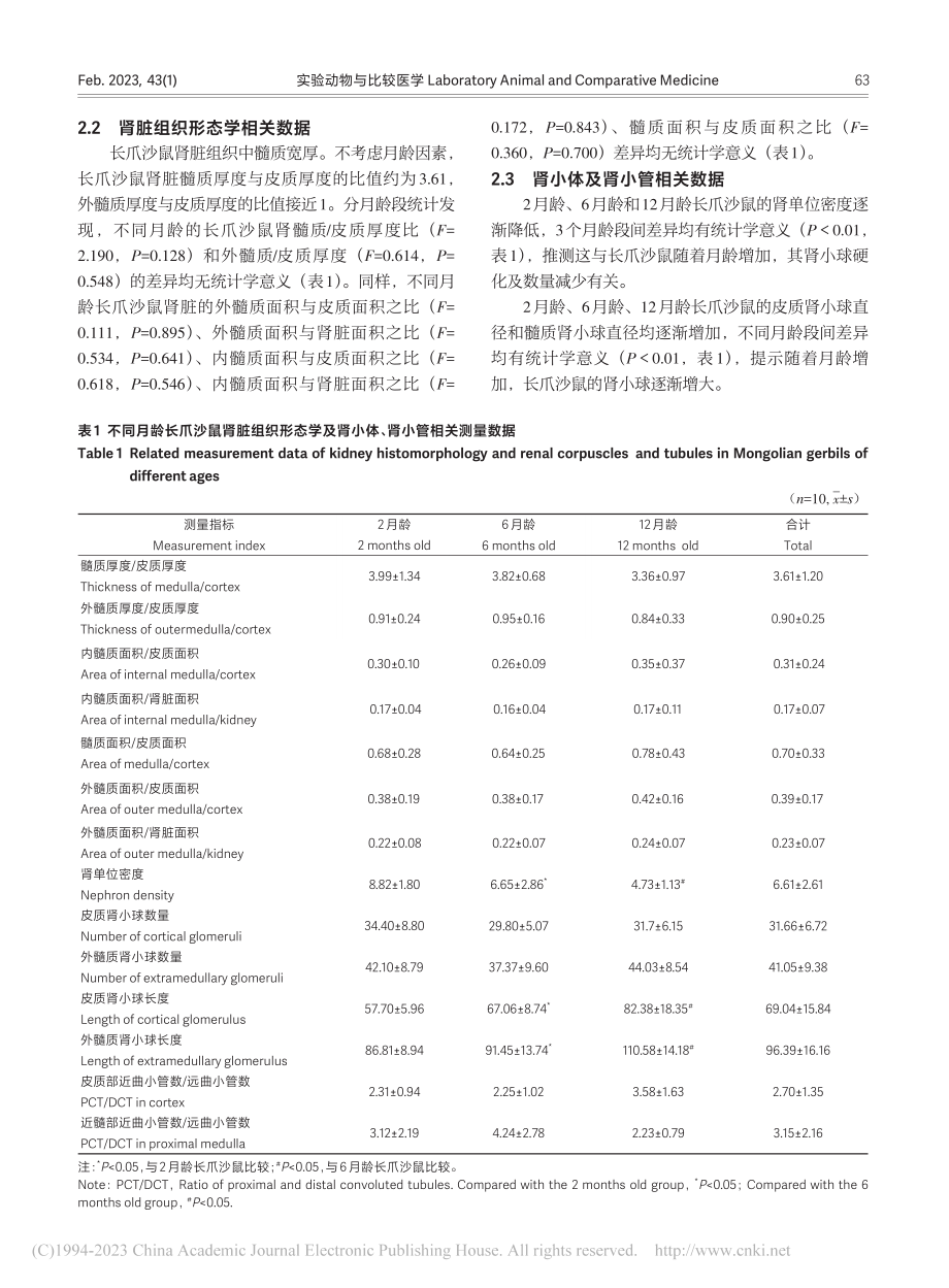 不同月龄长爪沙鼠的肾脏组织学特征_卢领群.pdf_第3页