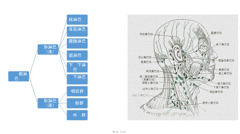 头颈部淋巴结及其回流.ppt_第2页