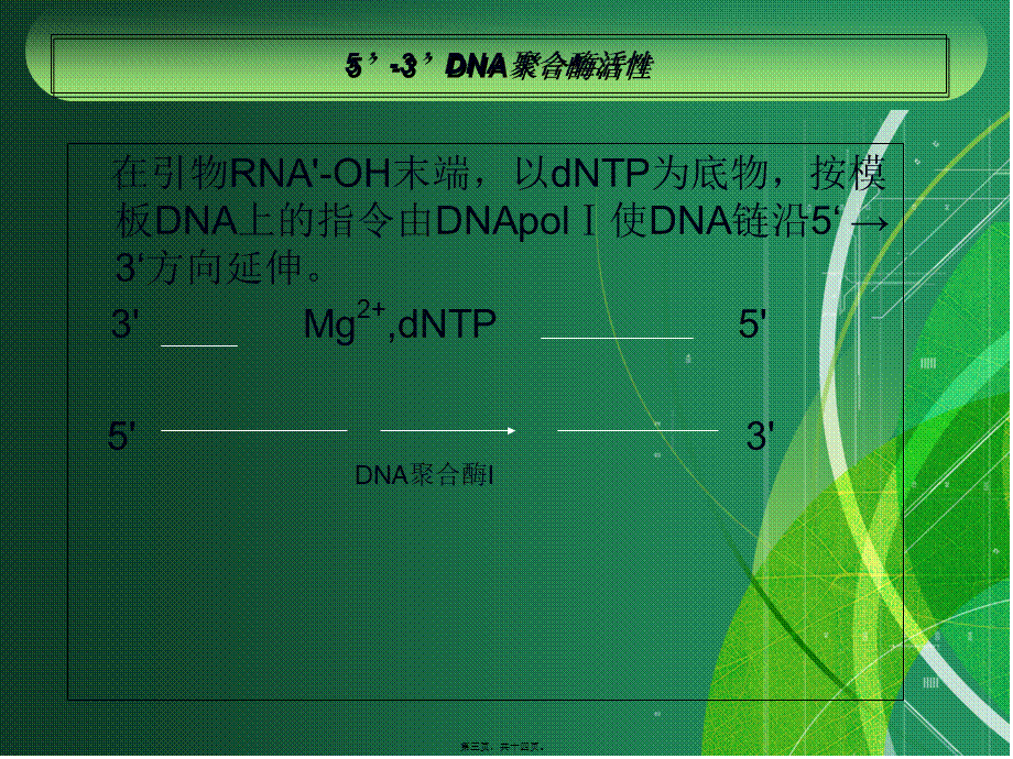 大肠杆菌DNA聚合酶1的作用与应用资料.pptx_第3页