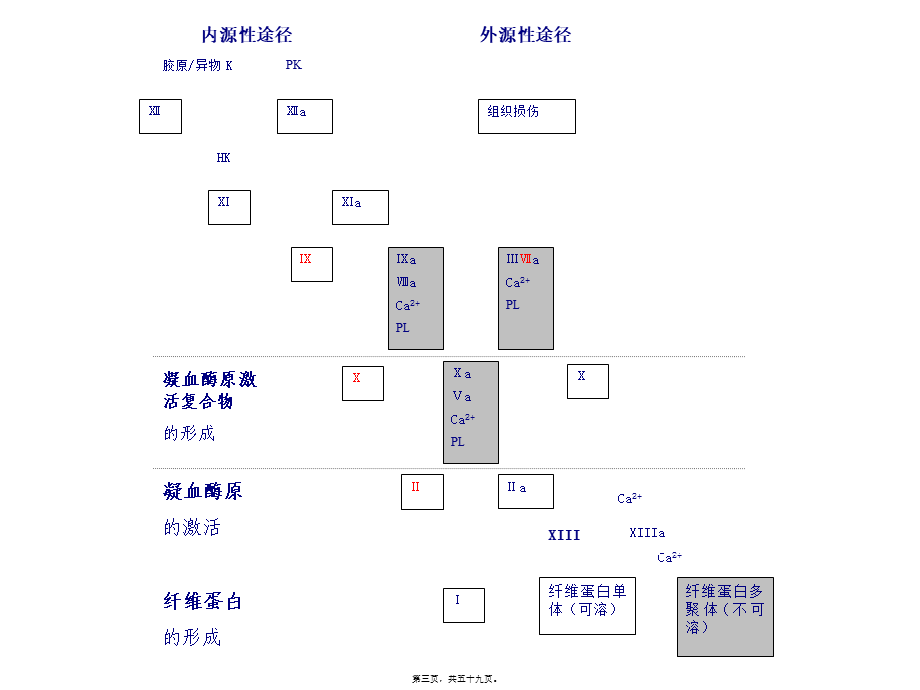 凝血、抗凝、溶栓与检测.pptx_第3页