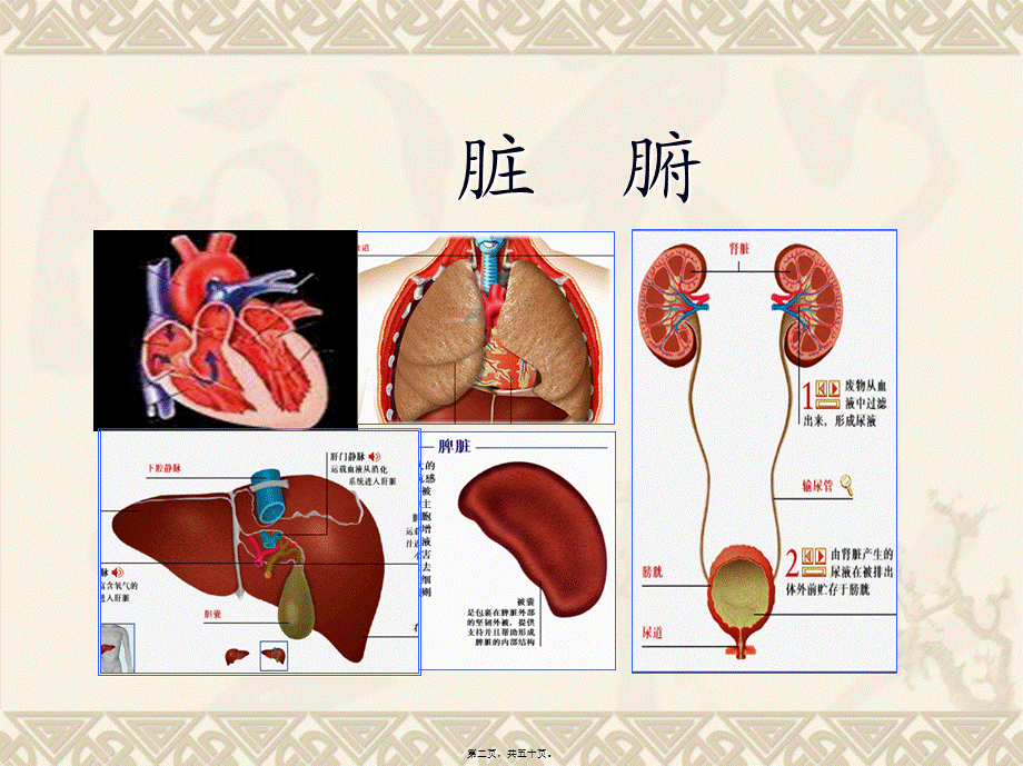 人体的结构与功能.pptx_第2页