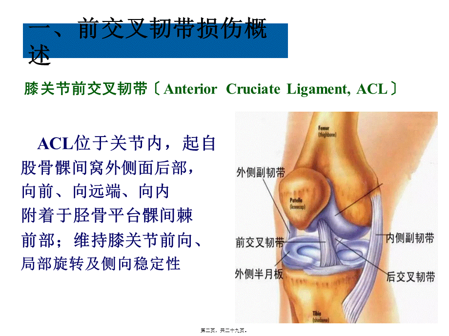 前交叉韧带重建术围手术期康复.ppt_第2页