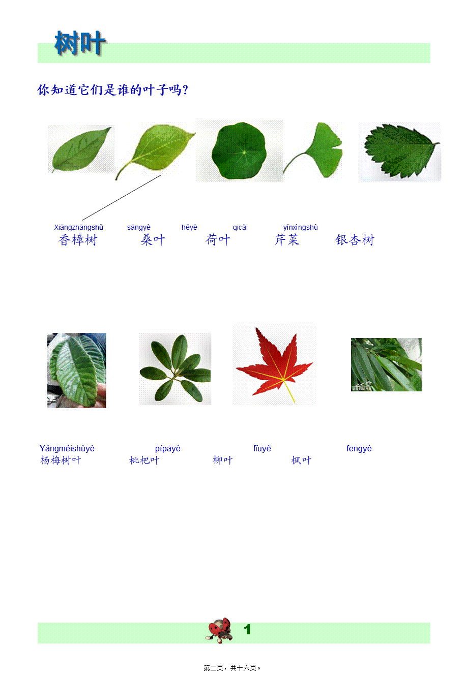 叶脉叶柄叶肉叶片连一连.pptx_第2页