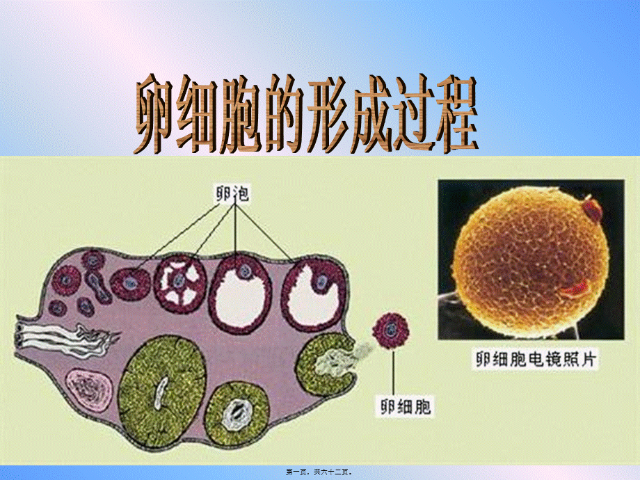 卵细胞的形成及受精作用.pptx_第1页