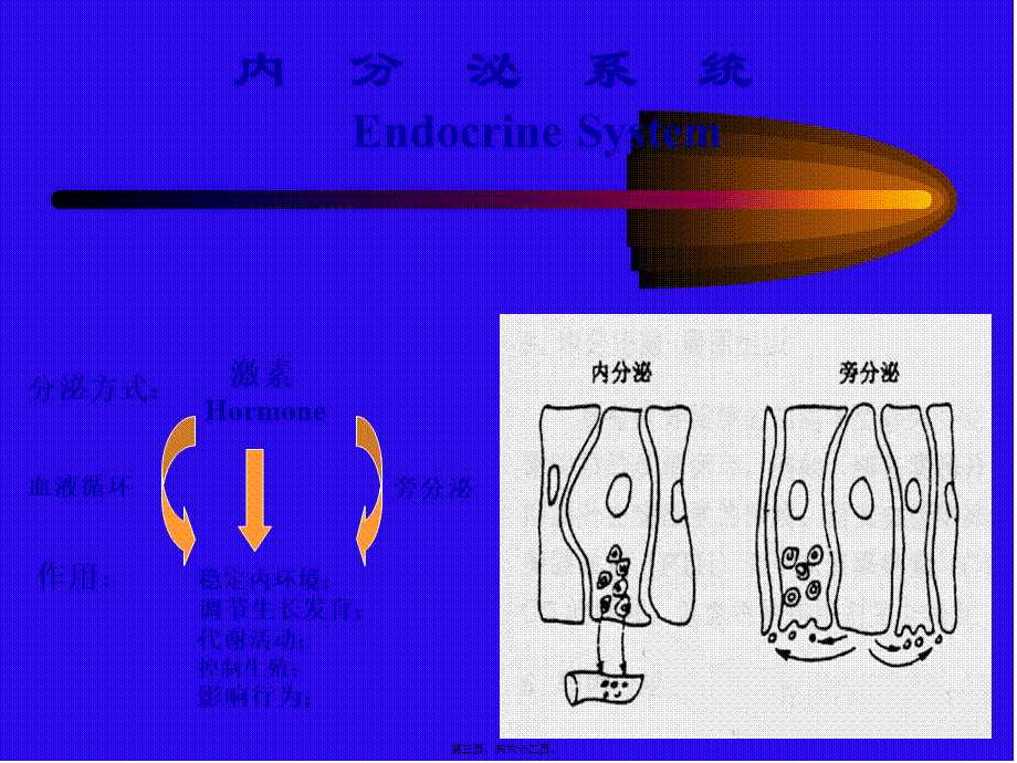 内分泌系统正稿.pptx_第3页