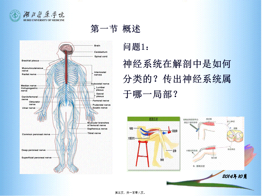 传出神经系统药理(5-7章).pptx_第3页