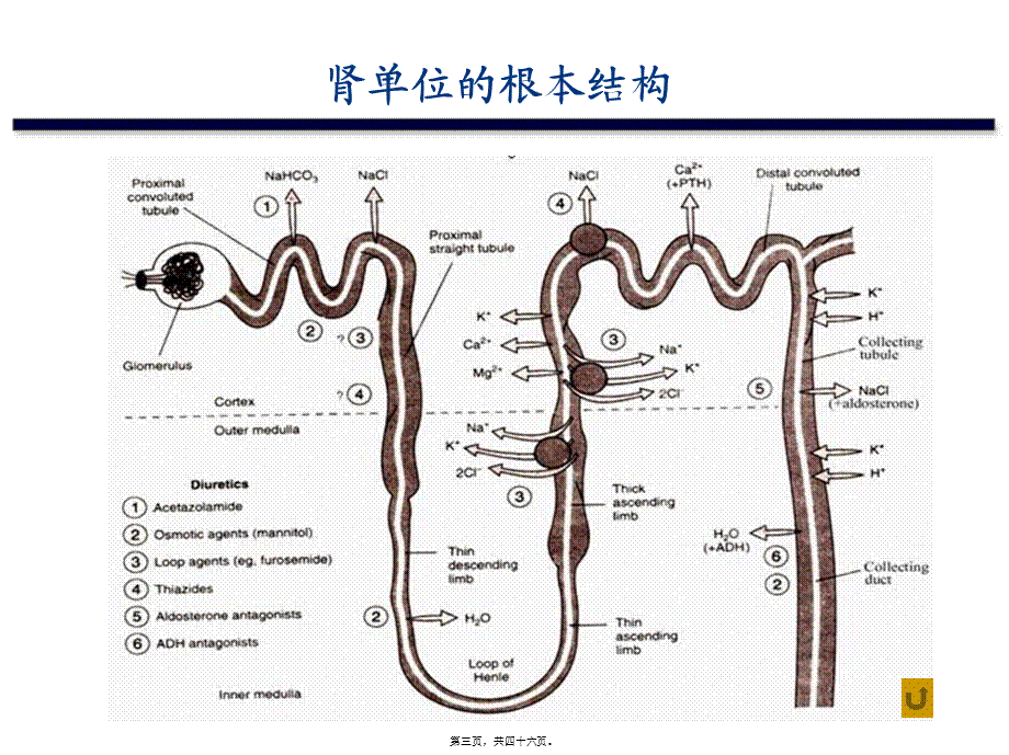 利尿药2012.pptx_第3页