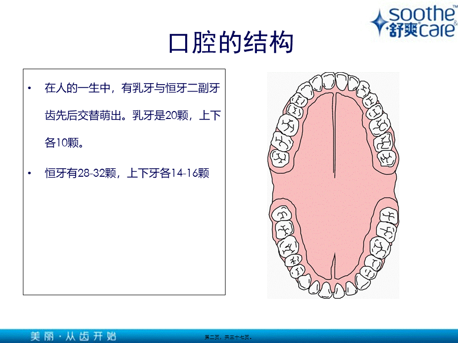 口腔健康基本知识.pptx_第2页