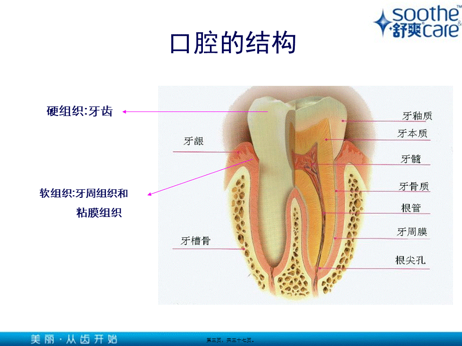 口腔健康基本知识.pptx_第3页