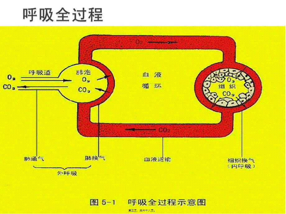 呼吸衰竭(本).pptx_第3页