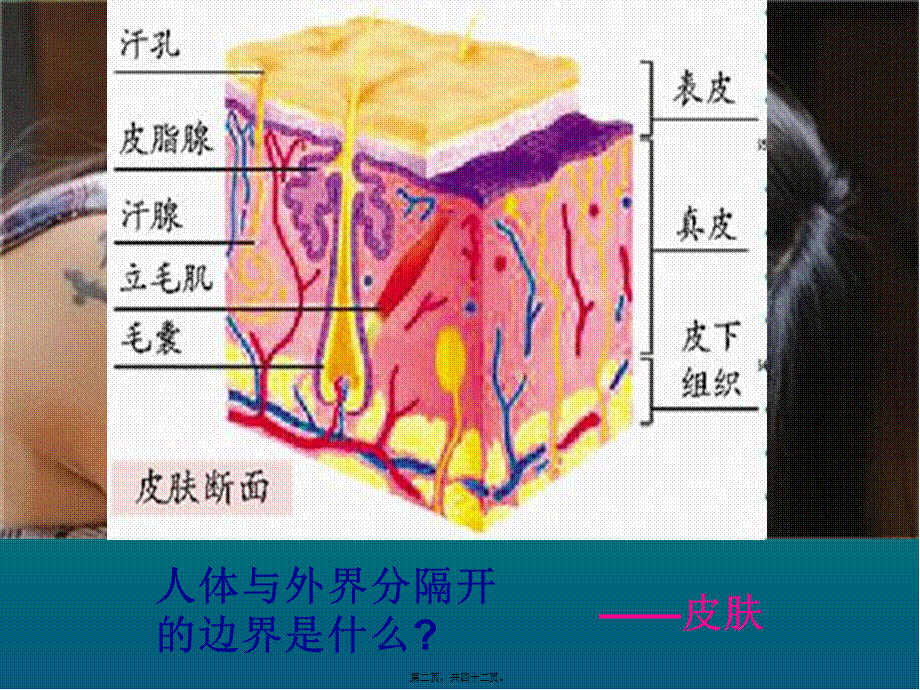 人教版必修一第3章第1节-系统的边界--细胞膜41张ppt---副本.pptx_第2页