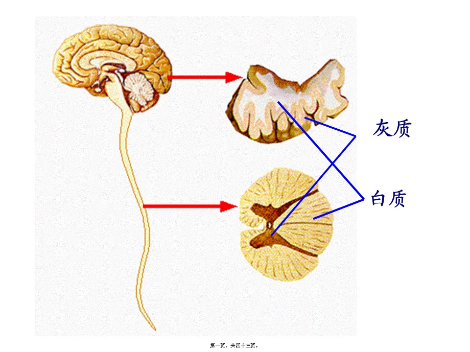 人脑的结构与功能--..pptx_第1页