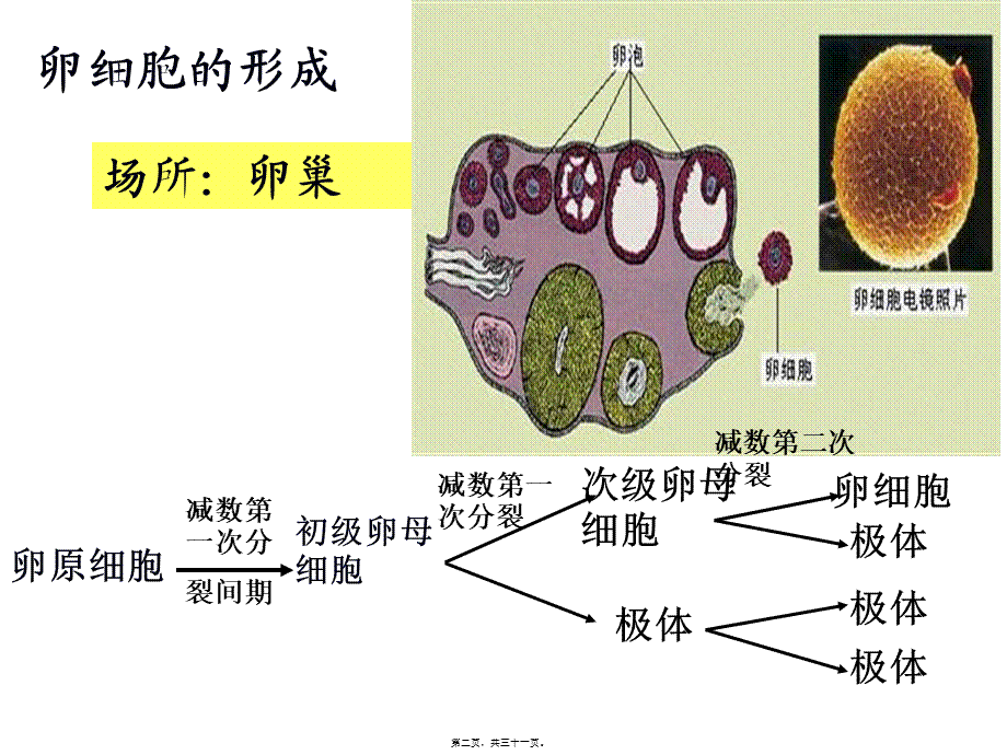 减数分裂卵细胞的形成.pptx_第2页