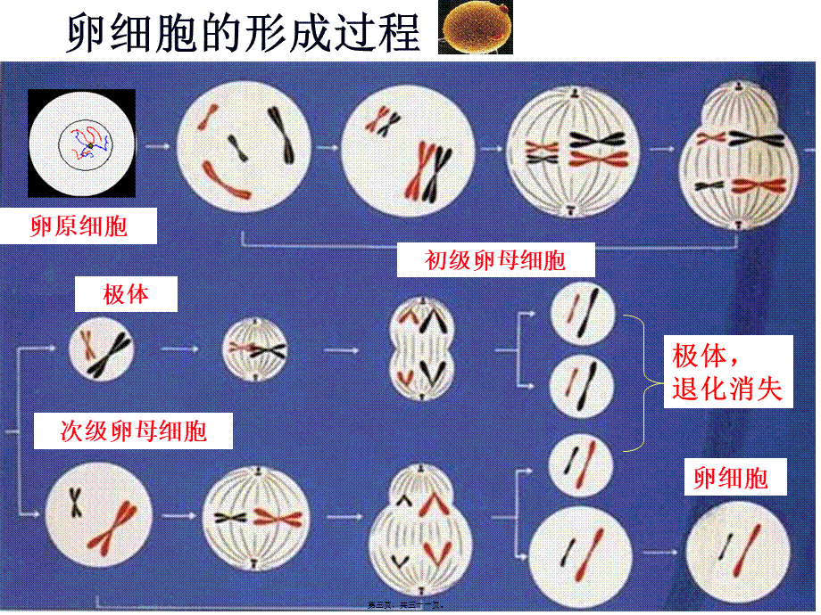 减数分裂卵细胞的形成.pptx_第3页