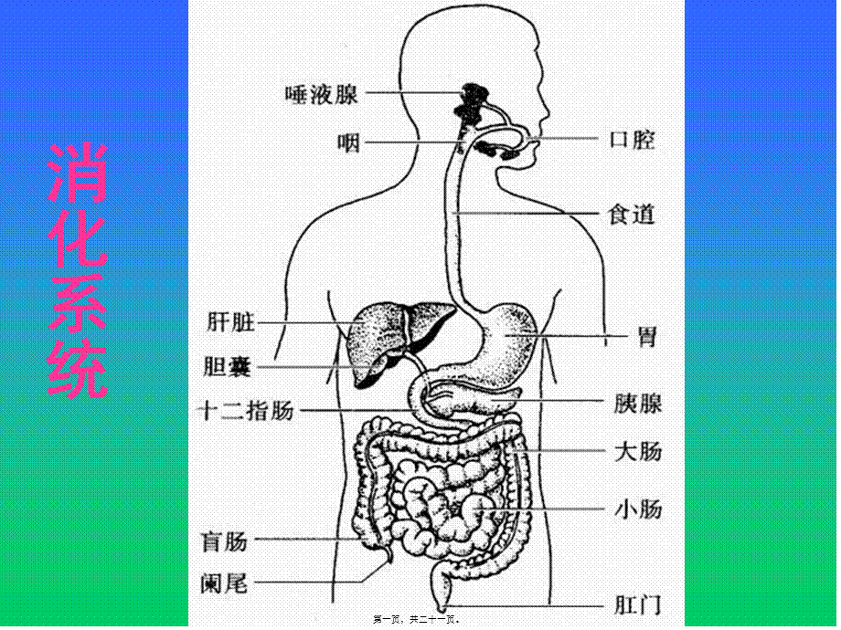 人体消化、循环、呼吸、泌尿系统.pptx_第1页