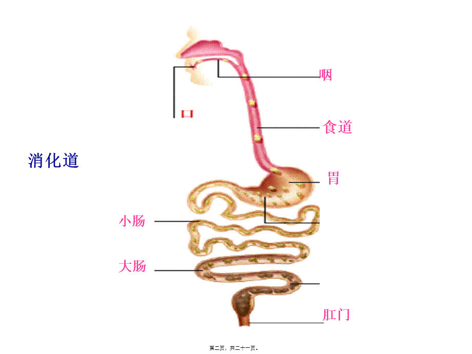 人体消化、循环、呼吸、泌尿系统.pptx_第2页