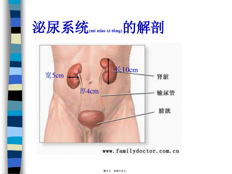 2022年医学专题—泌尿系讲稿总论2010-10-9.ppt_第3页