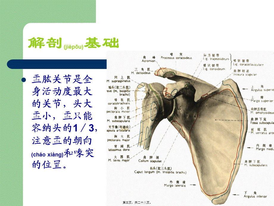 2022年医学专题—肩关节脱位(1).ppt_第3页