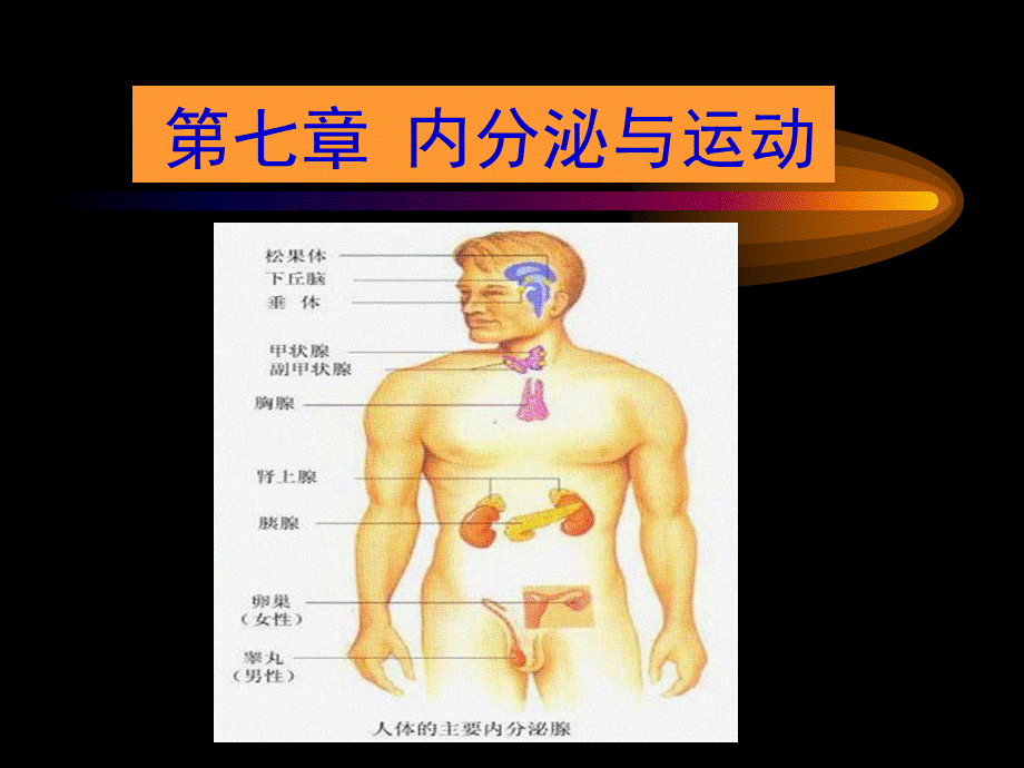 2022年医学专题—第七章-内分泌与运动(1).ppt_第1页