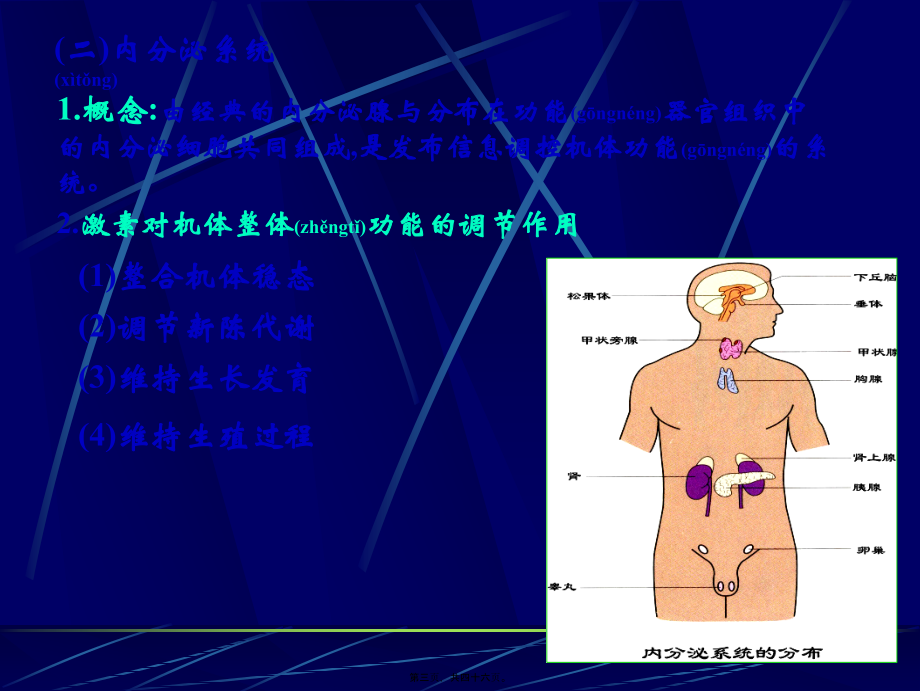 2022年医学专题—第11章-内分泌系统-南华大学(1).ppt_第3页