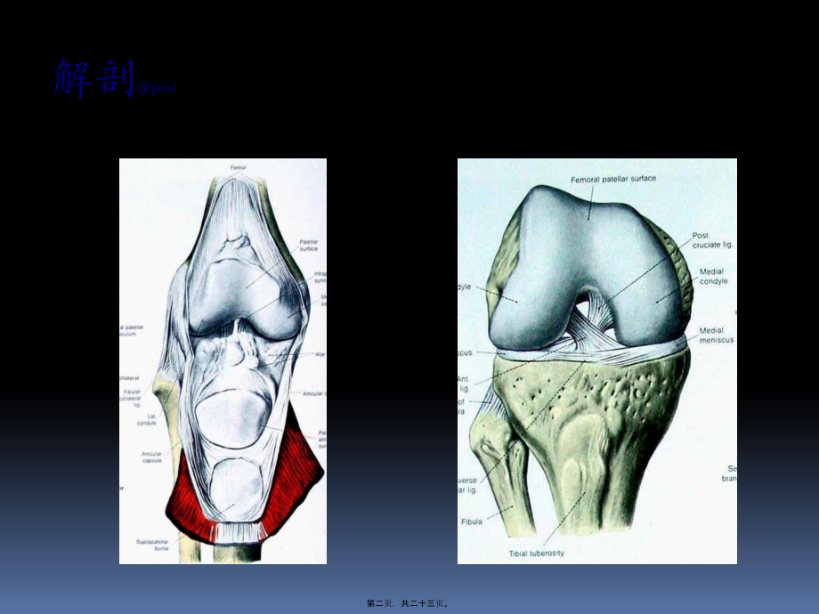2022年医学专题—膝关节功能康复.pptx_第2页