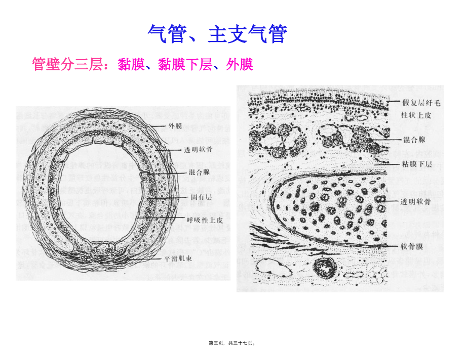 呼吸系统1.pptx_第3页