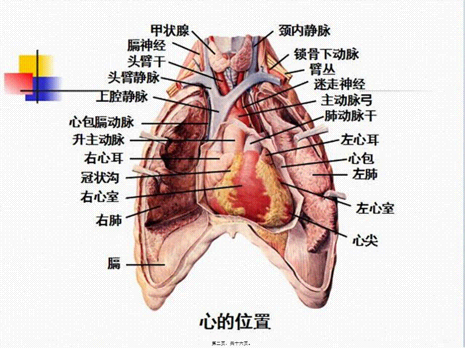 2022年医学专题—心脏标本解说(1).ppt_第2页