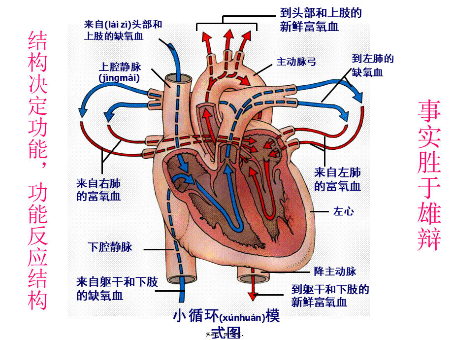 2022年医学专题—心脏标本解说(1).ppt_第3页