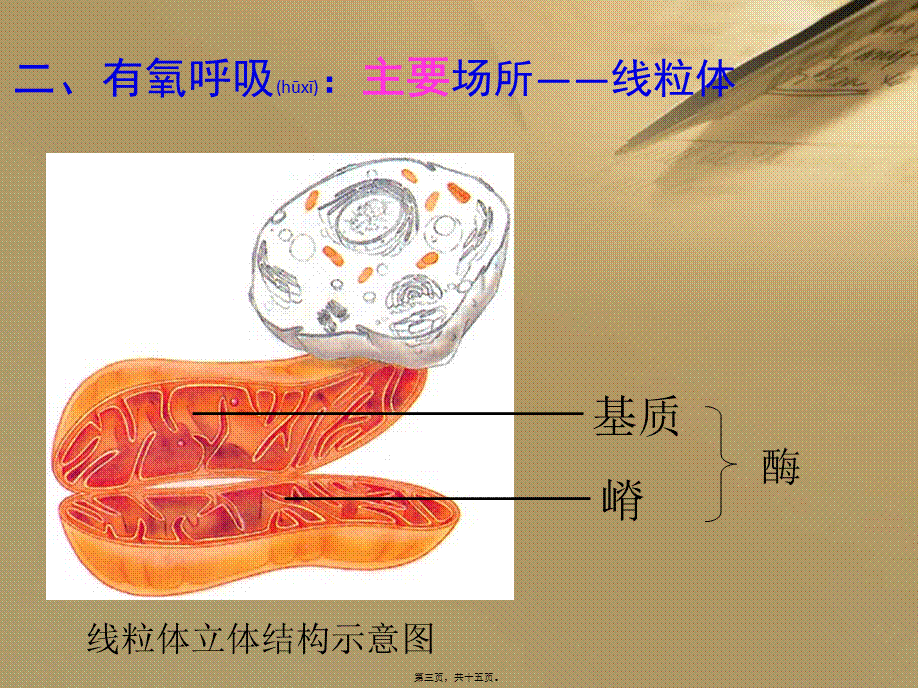 2022年医学专题—有氧呼吸--ppt(1).ppt_第3页