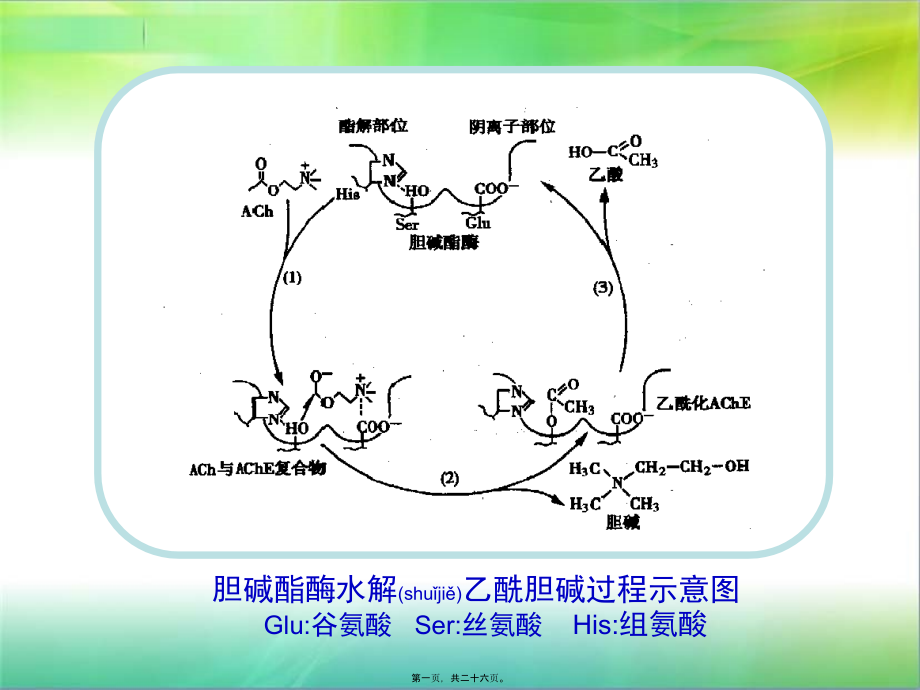 2022年医学专题—第二节抗胆碱酯酶药(1).ppt_第1页