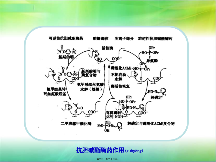 2022年医学专题—第二节抗胆碱酯酶药(1).ppt_第3页