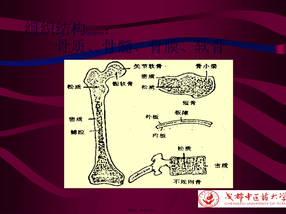 2022年医学专题—化脓性骨性髓炎-1.ppt_第3页