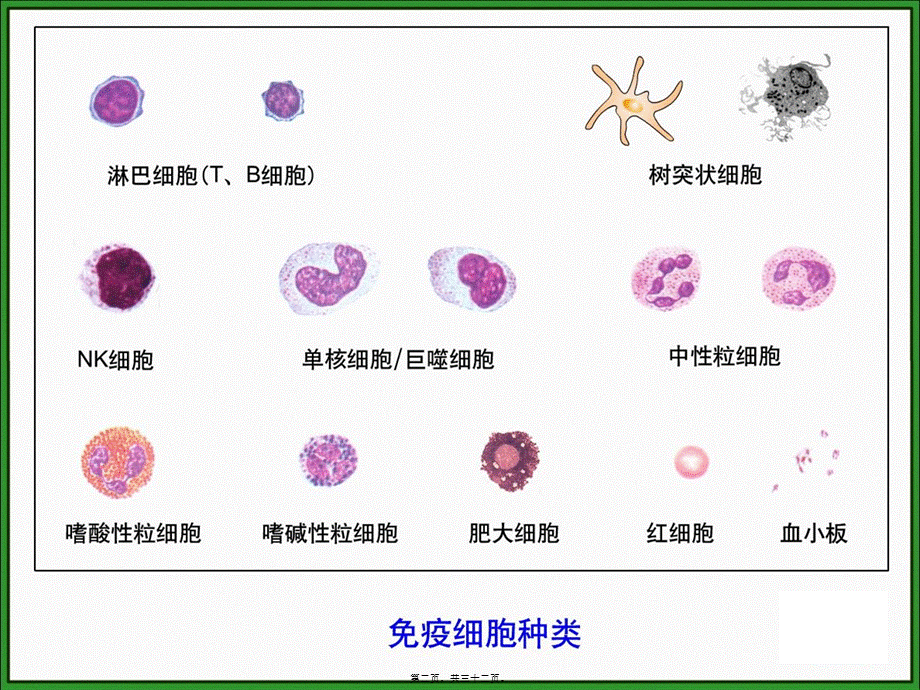 2022年医学专题—单个核细胞(1).ppt_第2页